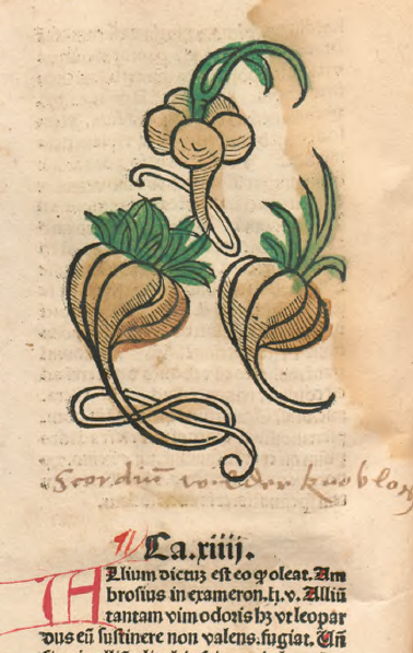 Serpent Spear-Onions